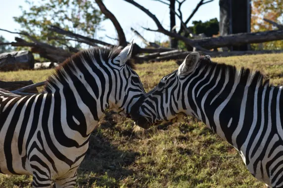 Casino Slots Cafe Stuðningur